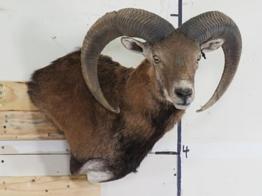 Very Nice and Newer MOUFLON Wall Pedestal Mount