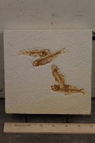 Very Nice 4 FISH FOSSIL Plate Specimen from Morocco. Comes with Display Stand. Wt: 1lb 15oz