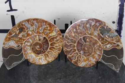 Agatized AMMONITE FOSSIL from Madagascar with Display Stand. Wt: 2lb 2oz