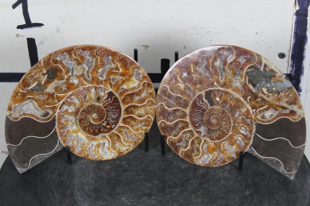 Agatized AMMONITE FOSSIL from Madagascar with Display Stand. Wt: 2lb 2oz (1 of 8)