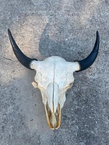 BIG BUFFALO or BISON Skull with REAL horns and a 25" Spread