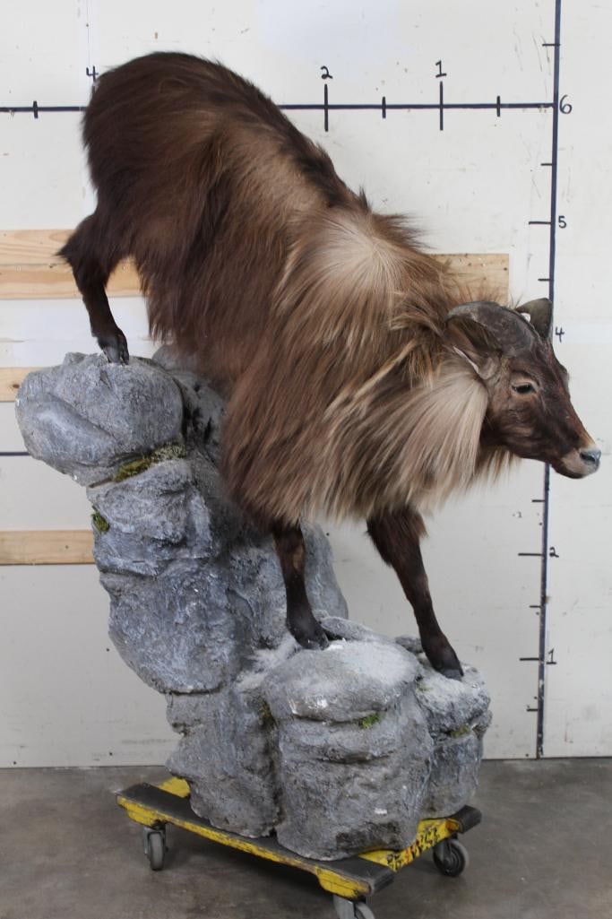 Big Life-sized HIMALAYAN TAHR on Rock Mountain Scene Base. Nice and Clean with a Thick Coat (1 of 12)