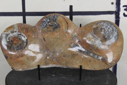 3 AMMONITE & 1 ORTHOCERAS Polished Moroccan Fossil Matrix with Display Stand. Wt: 7lbs 2oz