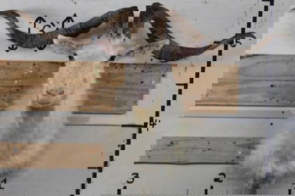 WHITE CATALINA GOAT Shoulder Mount with a 39"Spread