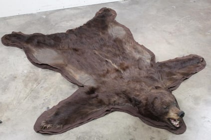 Double Felted Chocolate Phase BLACK BEAR Rug. Mounted Head with CLAWS
