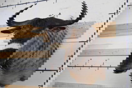 Big NYASA or JOHNSTON'S WILDEBEEST Shoulder Mount