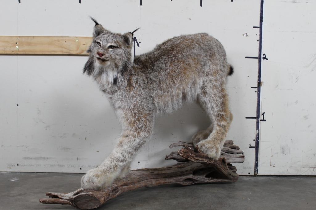 High Quality Life-sized LYNX Cat on Wooden Base (1 of 10)
