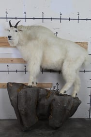 Very Nice Life-sized MOUNTAIN GOAT on a reproduction Rock with Wall Hanger Base