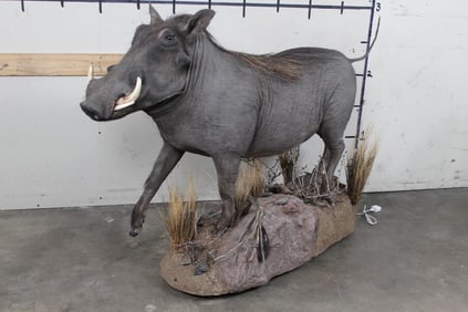 Life-Sized WARTHOG on Base with Wheels. Motion sensor plays "Hakuna Matata"