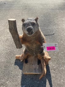 *NEW Taxidermy* of a WOOD CHUCK, Chucking Wood! Where are you going to find one of these?