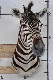 Very Nice Zebra Shoulder Mount