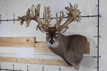 XXXL Non-Typical WHITETAIL DEER Wall Pedestal