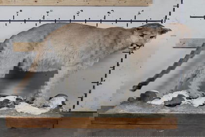 Nice Life-sized MOUNTAIN LION or COUGAR on a Base Mount