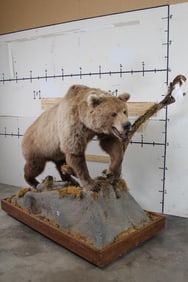 Life-sized BROWN BEAR on Base with Ptarmigan on a Branch