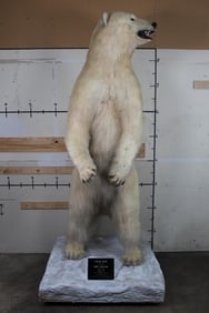 MASSIVE 9 Foot Tall Life-sized Standing POLAR BEAR!
