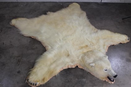 Incredibly Nice and Clean POLAR BEAR Rug. Soft Coat and Great Looking Face. ALL CLAWS!