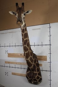 Very Nice and Clean GIRAFFE Shoulder Mount. 8' Tall!