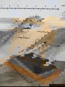 Nice AFRICAN LION on Wooden Base with Wheels. **TEXAS RESIDENTS ONLY**