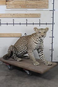 Nice Very Good Condition Life-sized LEOPARD on Wood Base. *TEXAS RESIDENTS ONLY*