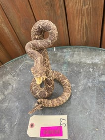 Striking RATTLESNAKE *New Taxidermy*