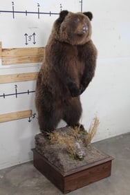 High Quality Life-sized Standing GRIZZLY BEAR with All its BIG CLAWS.
