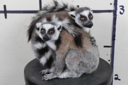 2 BRAND NEW RING-TAILED LEMUR Yearlings. **TEXAS RESIDENTS ONLY**