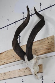 Rare and Very Nice MARKHOR SKULL with Removable Horns. Complete set of teeth with a Wire Hanger