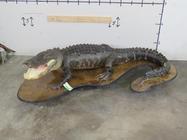 BIG and Nice ALLIGATOR on Wooden Rolling Base. Gator measures 9'11" Long
