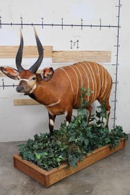 Beautiful Life-sized BONGO on Wood Base with Foliage