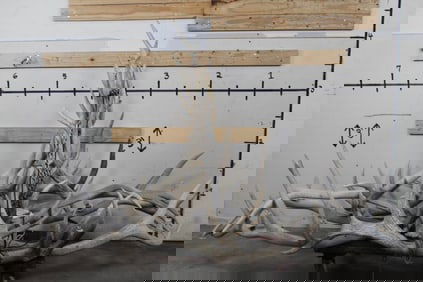 Large ELK ANTLER Chandelier with 8 Light Bulbs and a Heavy Duty Chain Hanger