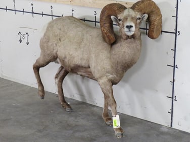 Nice Life-sizes DESERT SHEEP with Huge Reproduction Horns. No Base