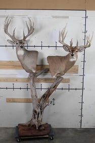 2 Very Nice and Impressive WHITETAIL BUCKS on a Unique Rustic Wood Base