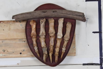 Extremely RARE Fossilized CAVE BEAR PAW. Finger Bones with CLAWS