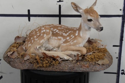 Rarely Seen Life-sized AXIS DEER FAWN Laying on Decorative Base