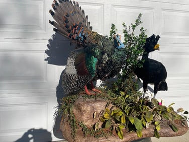BEAUTIFUL, Ocellated Turkey, & Yellow Knobbed Curassow Birds- Yucatan Peninsula