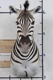 Very Nice ZEBRA Shoulder Mount looking straight ahead