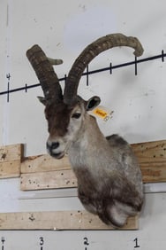 Nice SOUTHEASTERN IBEX Shoulder Mount. Hunted in Spain