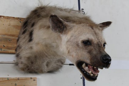 Very Nice Spotted HYENA Shoulder Mount in Good Condition