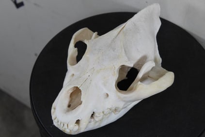 Very Nice HYENA SKULL with Complete Teeth and No Glue