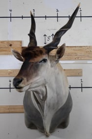 XXL ELAND Shoulder Mount in Very Good Condition