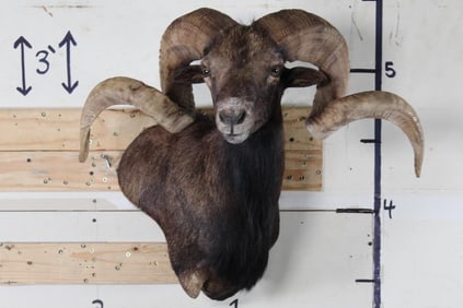 Gold Medal 36" BLACK HAWAIIAN RAM Wall Pedestal