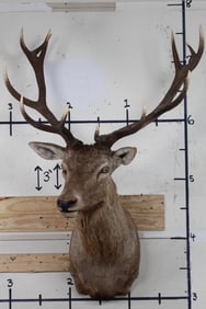 Nice 12-Point RED STAG Shoulder Mount