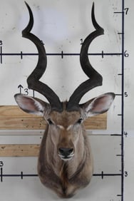 Very Nice KUDU Shoulder Mount