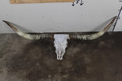 XL Texas LONGHORN Skull with Removable Horns and Complete set of Teeth