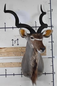 Very Good Condition KUDU Shoulder Mount