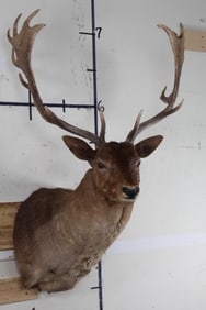 Chocolate FALLOW DEER Shoulder Mount