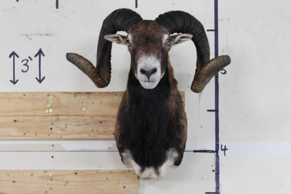 Very Nice CORSICAN RAM Shoulder Mount