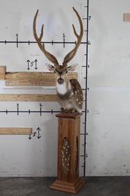 Nice AXIS DEER Pedestal Mount IN VELVET. Pedestal has Axis Hide on All Sides. Top half is removable