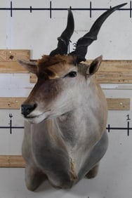 Big ELAND Shoulder Mount looking to the right