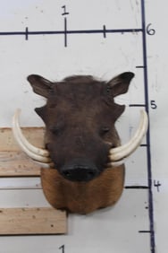 WARTHOG Shoulder Mount with Big Tusks
